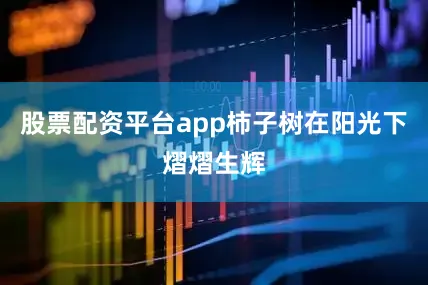 股票配资平台app柿子树在阳光下熠熠生辉